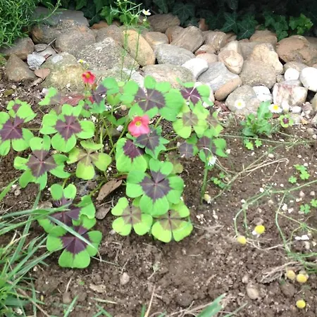 Nocleg ze śniadaniem 'l Sass