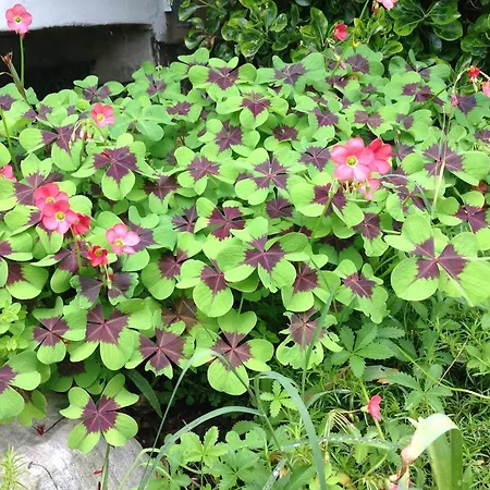 'l Sass Frühstückspension Borgomanero