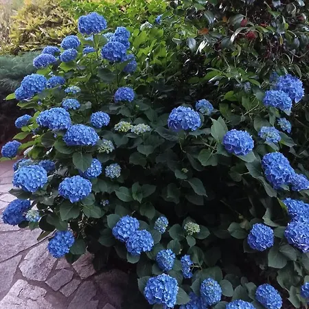 'l Sass Nocleg ze śniadaniem 3*